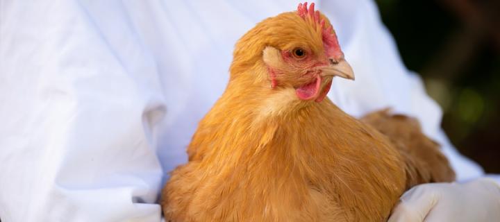 Image of a chicken being held by a laboratory technician