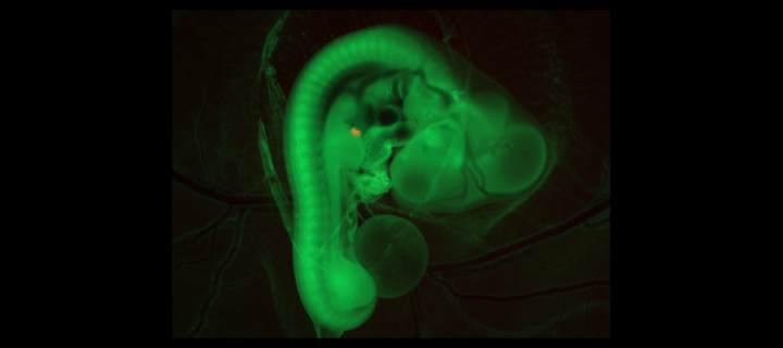 Chicken embryo seen in green under UV light
