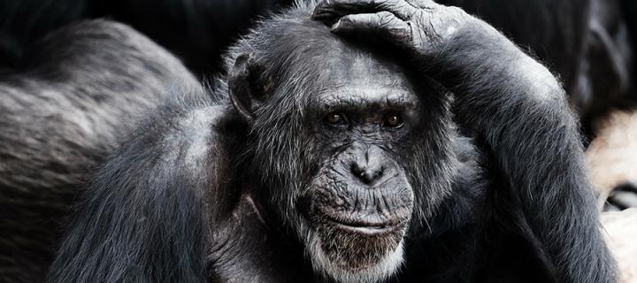 A chimp scratching its head