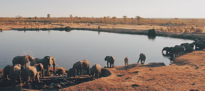 Elephants in a national park in Zimbabwe