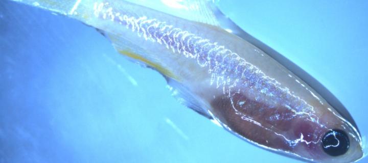 closeup of zebrafish
