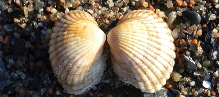 Two halves of a cream-coloured cockle shell lie on a pebbled beach. 