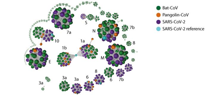 Gene–gene similarity network analysis between coronaviruses from different species.