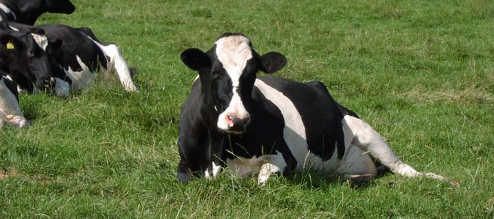 A cow lying down in a field