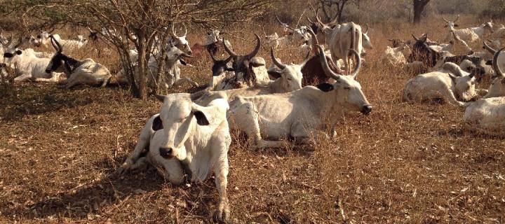 Cows in Cameroon