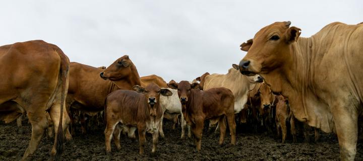 Cows on Kapiti Ranch, Kenya