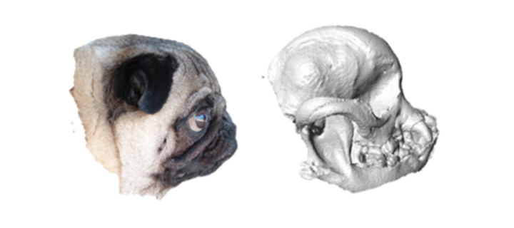 Pug head and skull