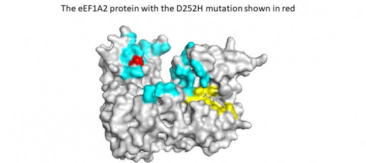 eEF1A2 protein with D252H mutation