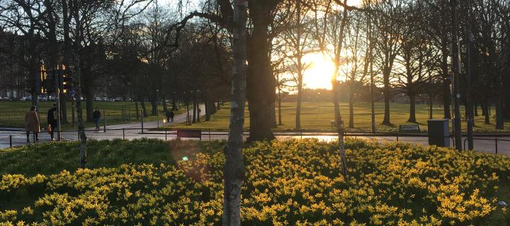 Picture of a tree surrounded by daffodils, with the sun setting in the distance 