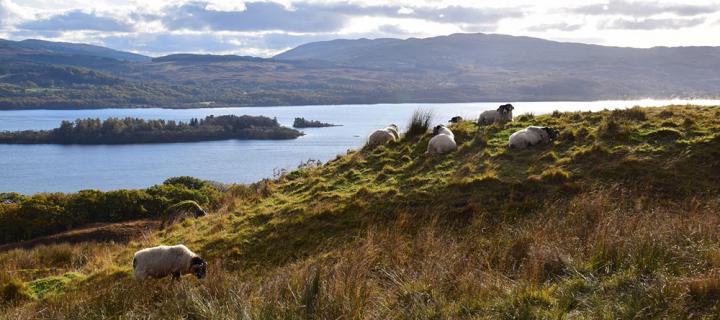 Sheep in field in Scotland with lake and hills behind.