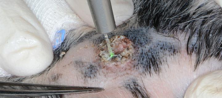 a procedure using a laser on a dog's skin