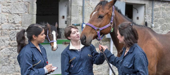 Female vet students examining horse