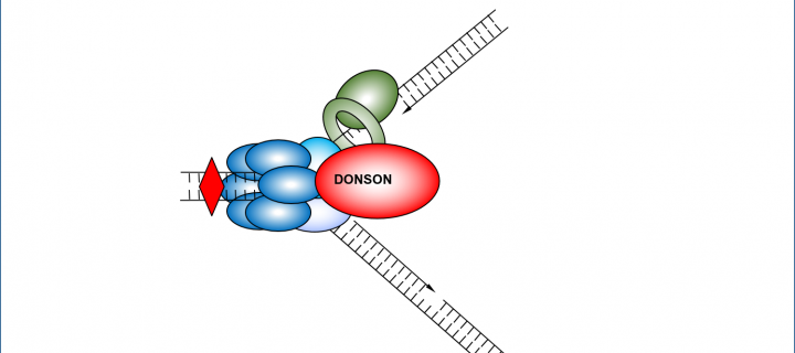 DONSON protein binding at the DNA replication fork