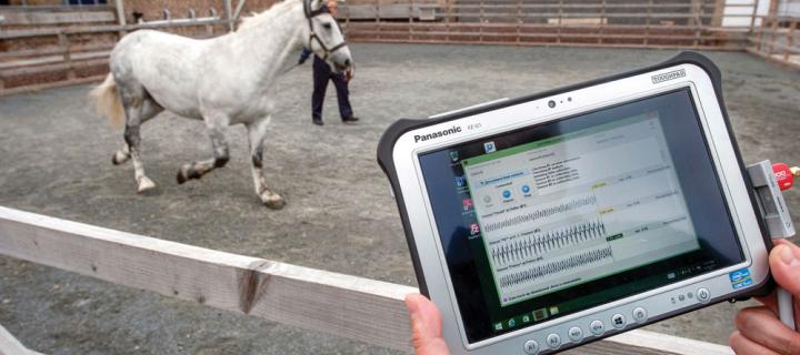 a horse in the yard being monitored with a handheld device