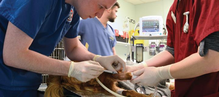 Vets tending to an animal in the Emergency and Critical care Unit