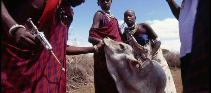 A Tanzanian Maasai man helps administer a vaccine to cattle against East Coast fever. Photo: S. Mann (ILRI)