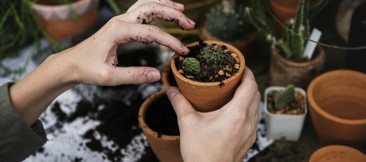 Planting cacti