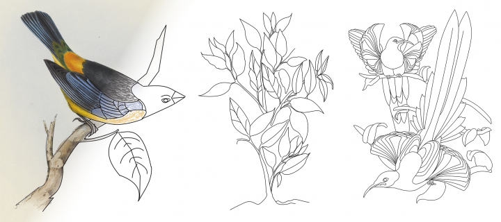 Illustration of some birds and plants being coloured in with pencils