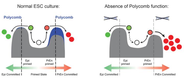 e-Life article reveals role for polycomb in stem cell priming: news 10.2016