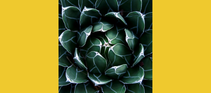 Yellow background with close up of a succulent plant