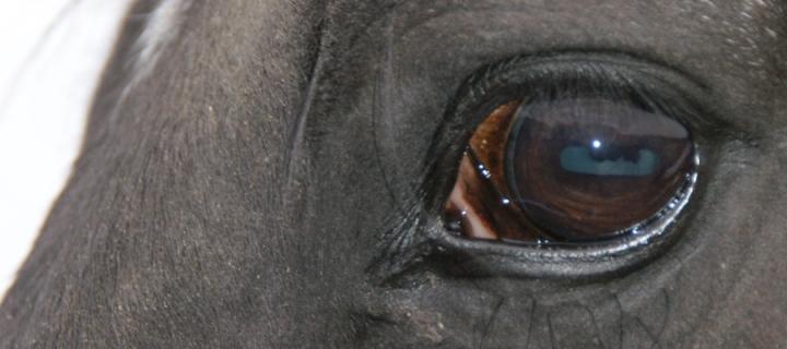 A close up on a horses eye