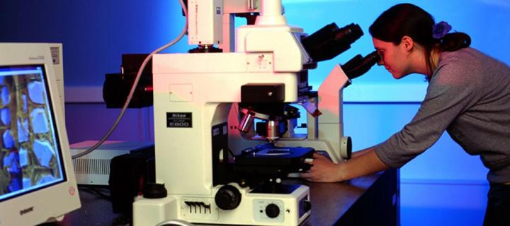 Researcher looks into large microscope