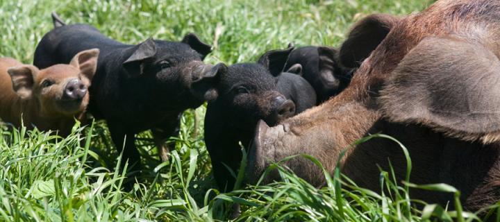 farm Animal pigs