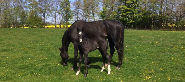 Fa'side mare and foal