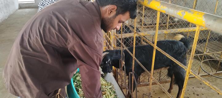 A farmer standing by a livestock pen feeds goats by hand from a bowl of feed