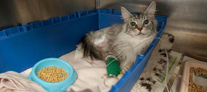 A cat recovering in the feline clinic