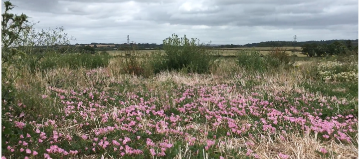 a field filled with pink flowers