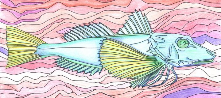 Illustration of a fish being coloured in with pencils