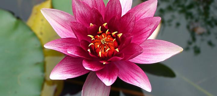 Photograph of a pink lotus flower, floating on the surface of the water. 