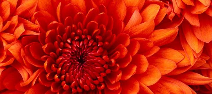 Close up photograph of an orange flower. 