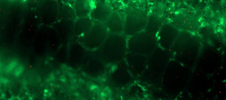 Fluorescent green immune cells