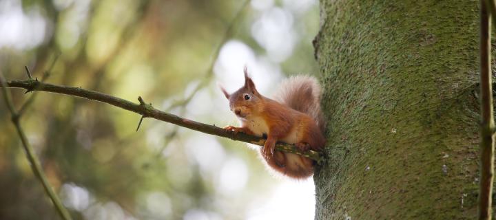 Red squirrel balances on small branch next to tree trunk