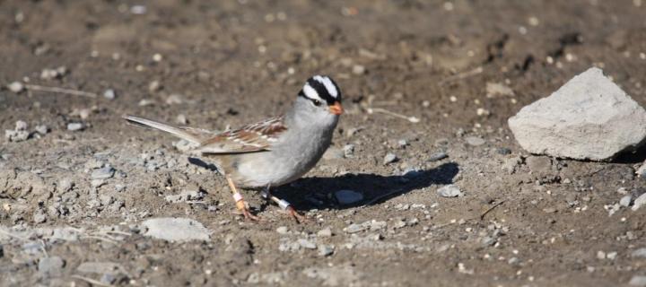 A white-crowned sparrow stands on stony soil.