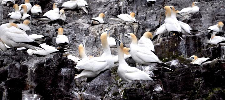 A colony of gannets is seen nesting on Bass Rock in Scotland.