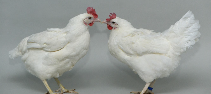 Two identical white chickens pictured against a grey background