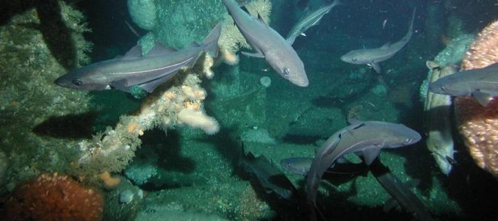 Shoal of fish around a heather platform with coral colonies