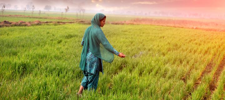 Female farmer spreading fertilizer in the wheat field during winter season under the beautiful cloudscape