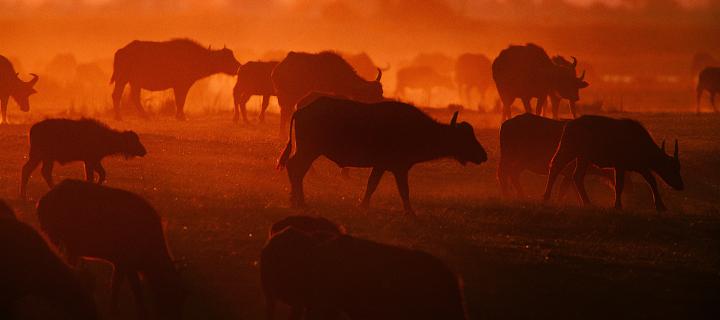 Cows walking and grazing at sunset