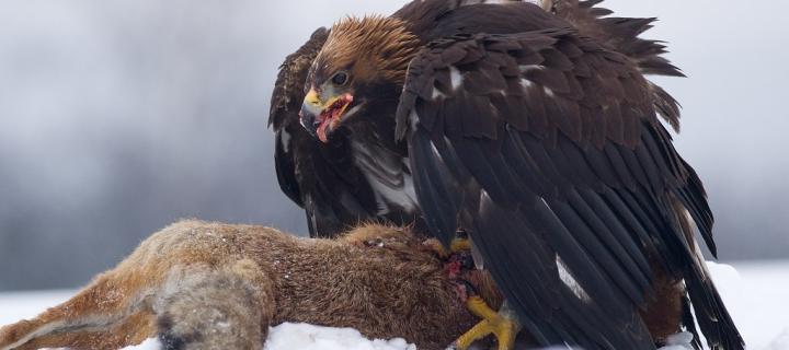 A golden eagle sits on a dead fox which it is eating in a snowy landscape 