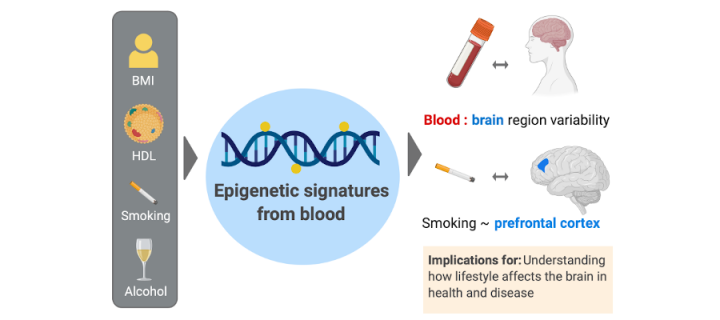 Epigenetic predictors in blood and brain