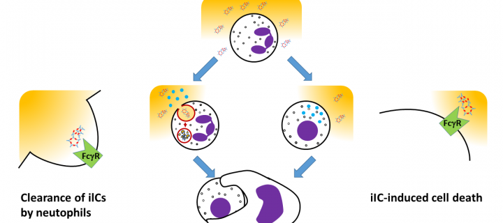 Graphic showing neutrophils eating antibody clusters and committing cell suicide, resulting in reduced inflammation.