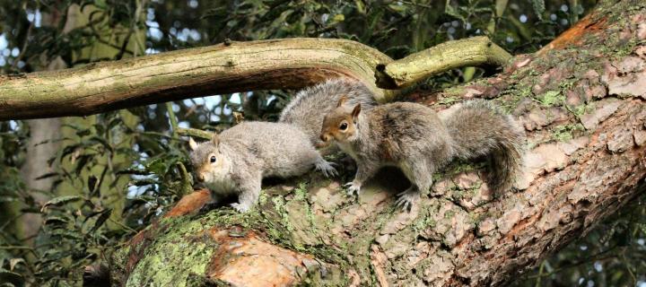 Grey Squirrels in tree
