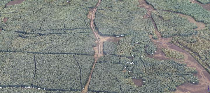 A 3D point cloud of Griffin Forest, near Aberfeldy, using images acquired by light aircraft