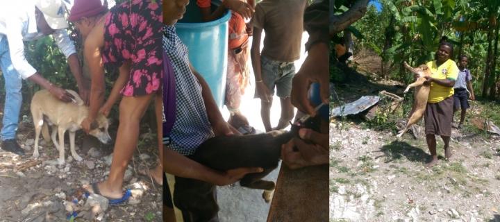 Three photographs of dog owners bringing their dogs to be vaccinated, Haiti