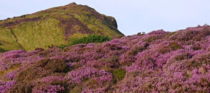 An image of Arthurs Seat hill in Edinburgh in the background with purple heather plants in the foreground. The sky is pale blue 
