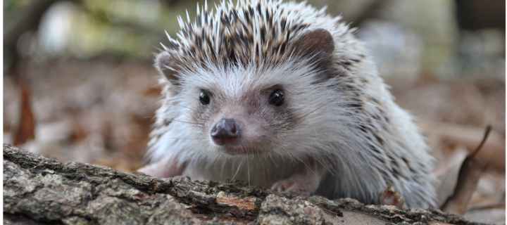 a hedgehog sitting on a log